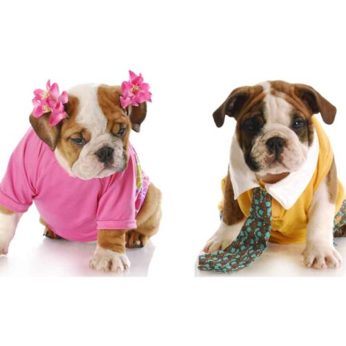 Unisex Pet Perfumes